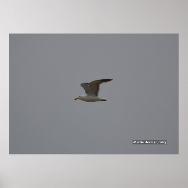 Seagull Wings Poster (Front)