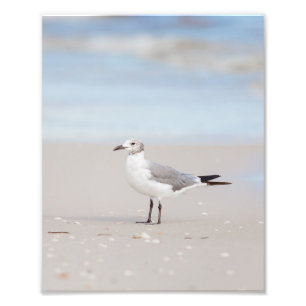Seagull with Blue Sea and Seashells Background Photo Print