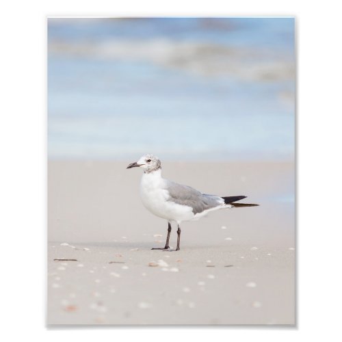 Seagull with Blue Sea and Seashells Background Photo Print