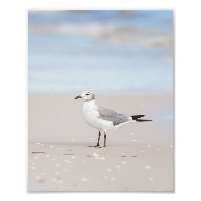 Seagull with Blue Sea and Seashells Background Photo Print (Front)