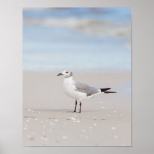Seagull with Blue Sea and Seashells Poster