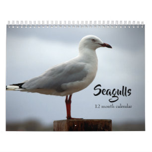 Seagulls 2026 calendar