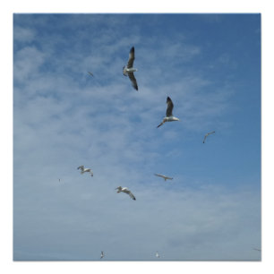 Seagulls 20" x 20",Poster Paper,Semi-Gloss Poster