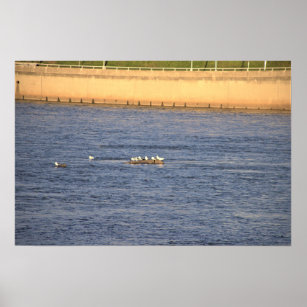 Seagulls Along the Delaware River Poster