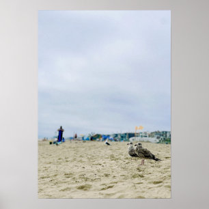 Seagulls at beach sand poster