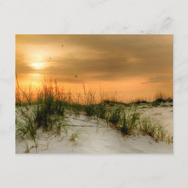 Seagulls at Sunrise Postcard (Front)