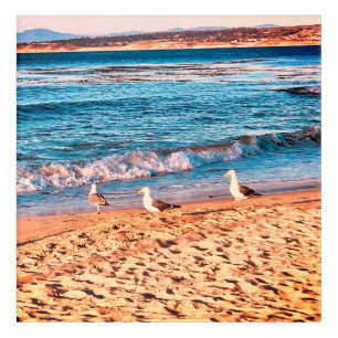 Seagulls at Sunset Acrylic Print