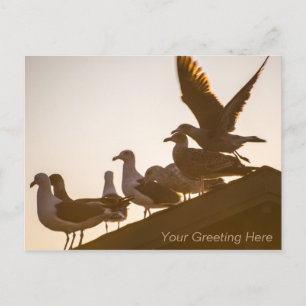 Seagulls at Sunset Personalized Postcard