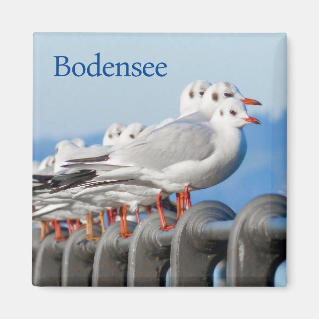 Seagulls at the Lake Constance Magnet (Front)