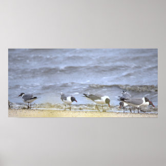 Seagulls by the Shoreline Poster