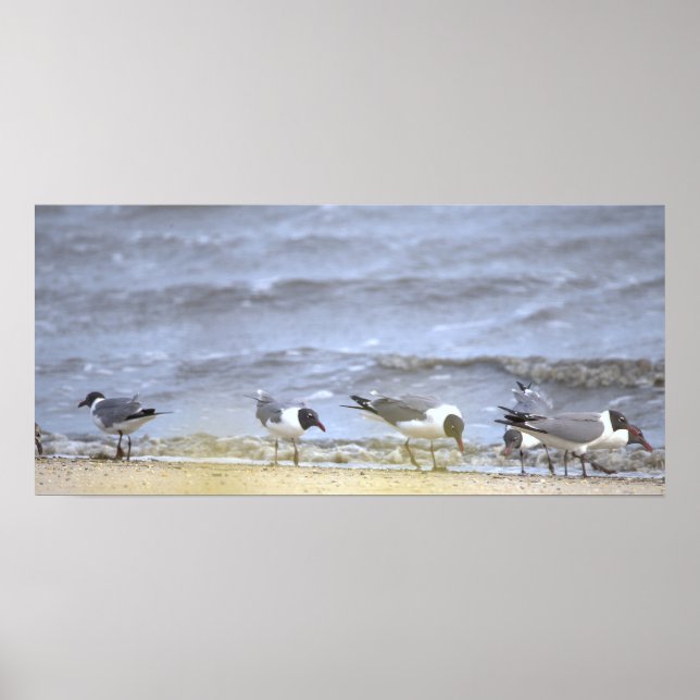 Seagulls by the Shoreline Poster (Front)