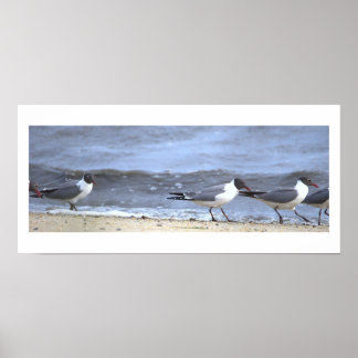 Seagulls by the Shoreline Poster