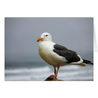 Seagulls Cards