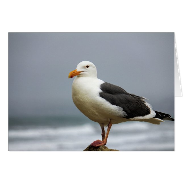 Seagulls Cards (Front Horizontal)