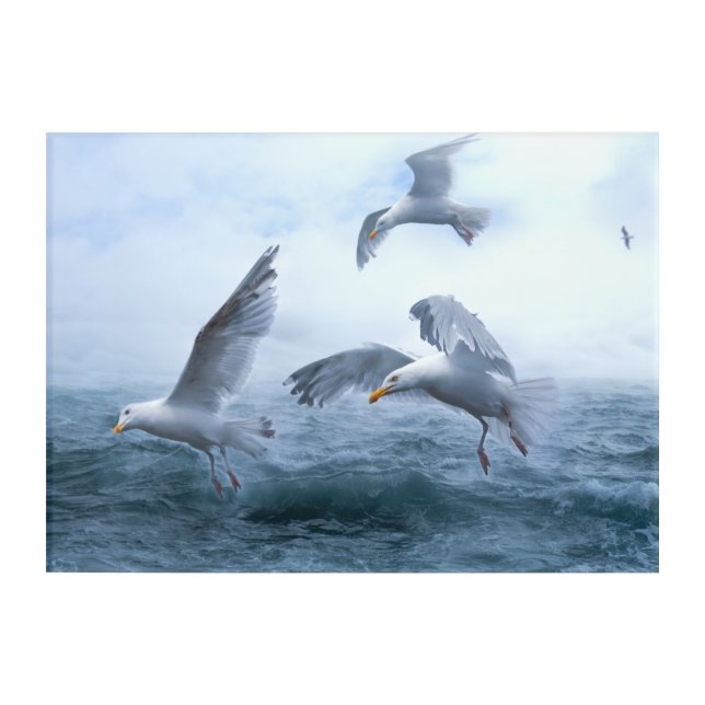 Seagulls Flight over the Sea Acrylic Print (Front)