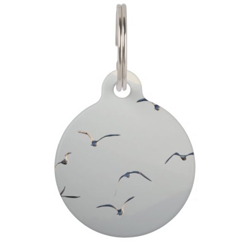 Seagulls Flock Flying  Pet ID Tag