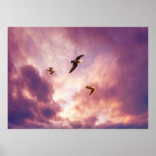 Seagulls flying in a sunset sky poster (Front)