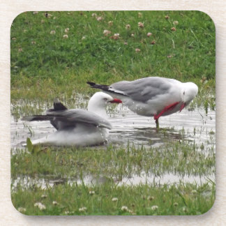 Seagulls in a Puddle Beverage Coaster