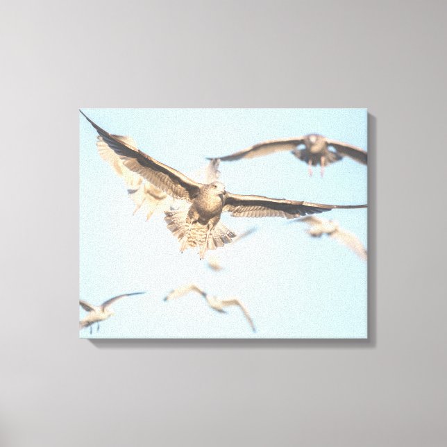 Seagulls in flight nature photo canvas print (Front)