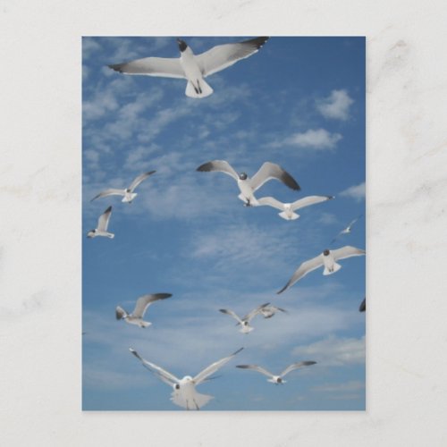 Seagulls in Flight Postcard