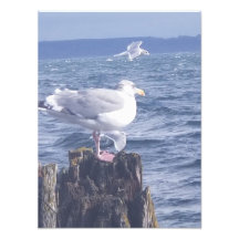 Seagulls in Port Townsend