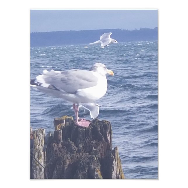 Seagulls in Port Townsend Photo Print (Front)