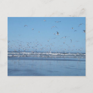 Seagulls in the air postcard