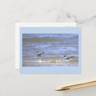 Seagulls in the Ocean Postcard