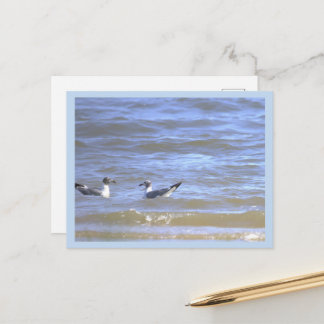 Seagulls in the Ocean Postcard