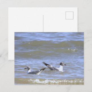 Seagulls in the Ocean Postcard