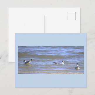 Seagulls in the Ocean Postcard