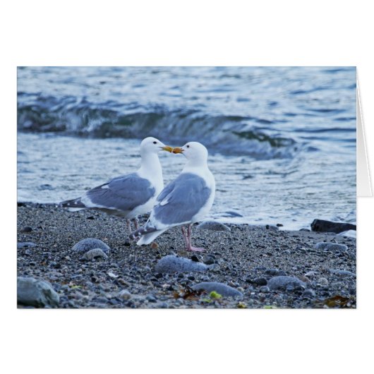 Seagulls Kissing on the Beach Photo (Front Horizontal)
