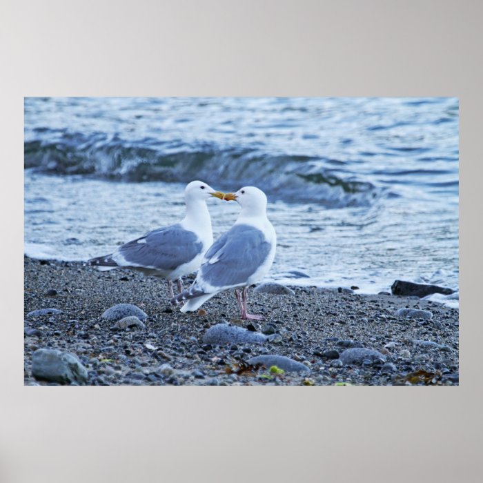 Seagulls Kissing on the Beach Photo Poster