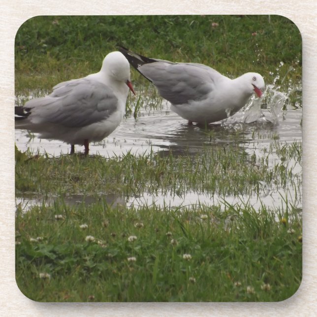 Seagulls Making a Splash Beverage Coaster (Front)