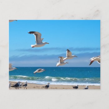 Seagulls Mf Postcard by jm_vectorgraphics at Zazzle