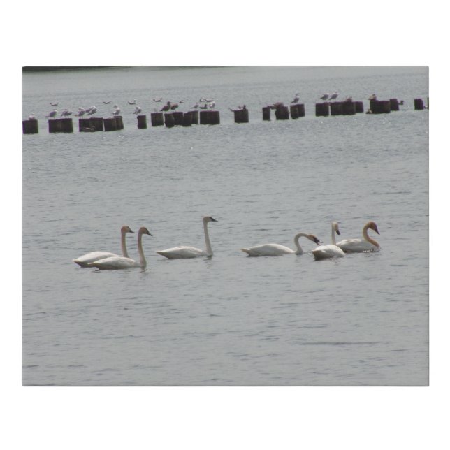 Seagulls n Snapping Swan Faux Canvas Print (Front)