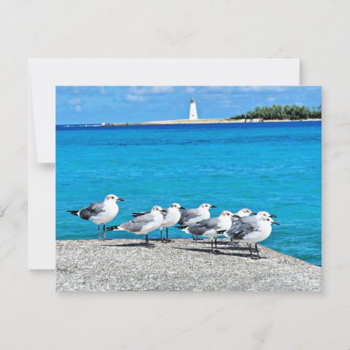 Seagulls Nassau Bahamas  Card