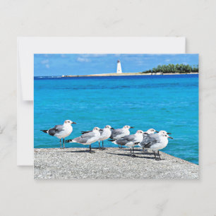 Seagulls, Nassau, Bahamas  Postcard