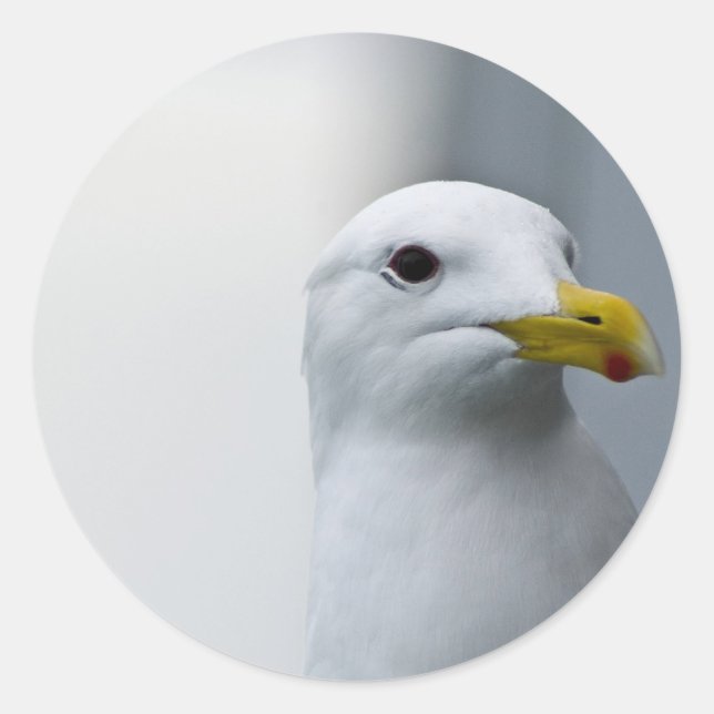 Seagulls Need Love Too Classic Round Sticker (Front)