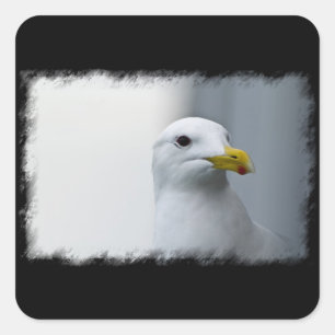 Seagulls Need Love Too Square Sticker