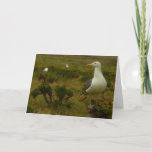 Seagulls on Anacapa Island Card