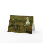 Seagulls on Anacapa Island Card