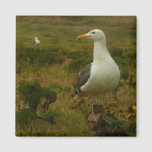 Seagulls on Anacapa Island Magnet