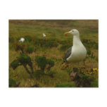 Seagulls on Anacapa Island Postcard
