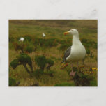 Seagulls on Anacapa Island Postcard