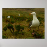 Seagulls on Anacapa Island Poster