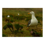 Seagulls on Anacapa Island Poster