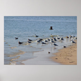 Seagulls on Beach Poster