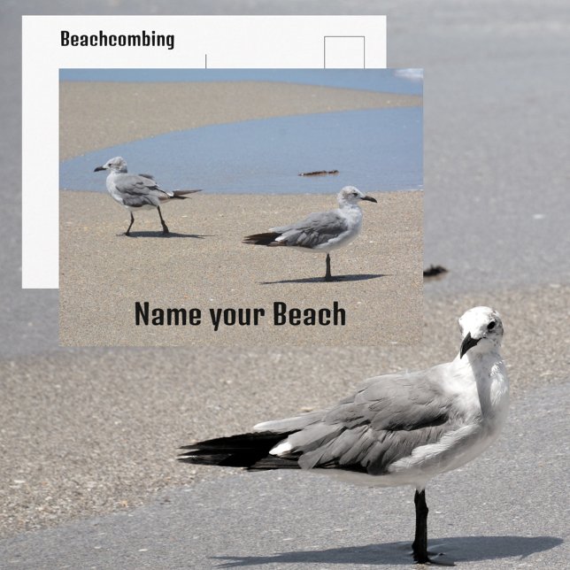 Seagulls on Beach Seashore Customizable Postcard (Creator Uploaded)