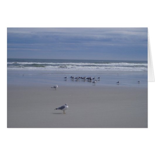 Seagulls On Parade Cards (Front Horizontal)